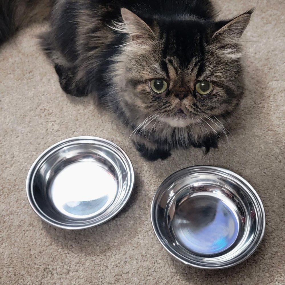 Stainless Steel Pet Bowls Saucers Cat or Dog Bran New ea.